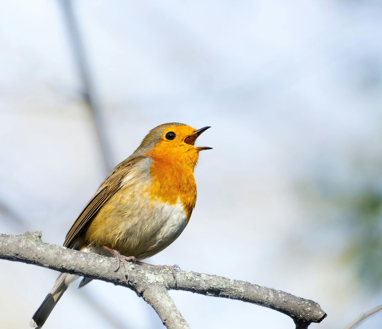 Jak zostać Przewodniczką Nocy Sów?
