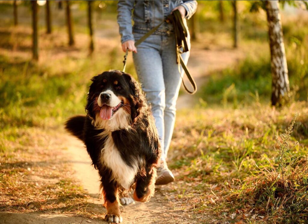 Osoba spacerująca po ścieżce w lesie trzymająca smycz, na której znajduje się bernardyn, uśmiechnięty i pełen energii. - tytułowa