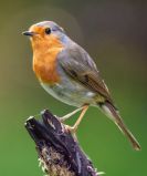 Jak wygląda Rudzik?